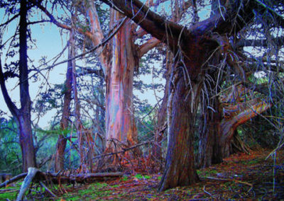 Garland Park, Pioneer Trees