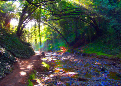 Sausal Creek, Light in the Trees